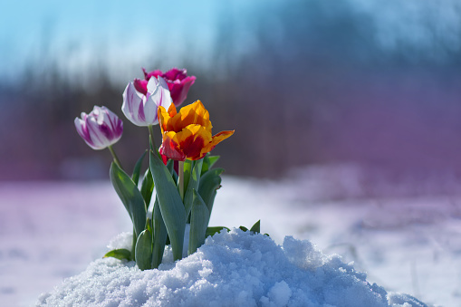 Snow falling on tulip flowers. Mixed color tulips under spring snow in april. Abnormal weather and snow