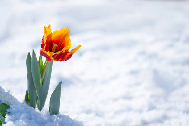 istock Tulip growing out of snow. Atypical snowfall in spring 1253656378