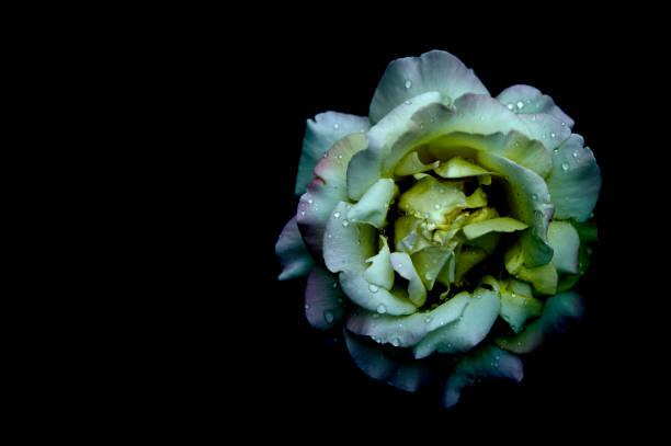 Purple rose flower, white isolated background with clipping path.  Closeup. no shadows. Nature.