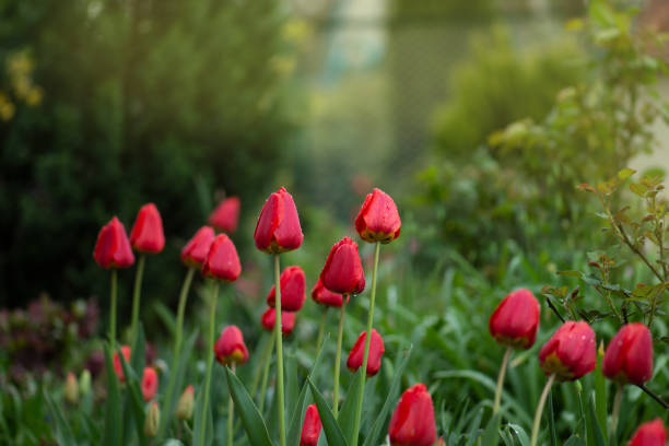 istock Red tulips on garden background 1253656790