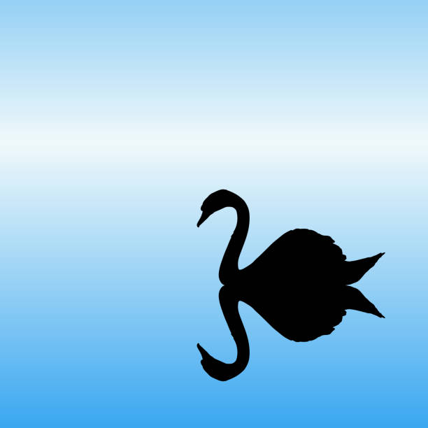 schwan auf see im park - black swan stock-grafiken, -clipart, -cartoons und -symbole