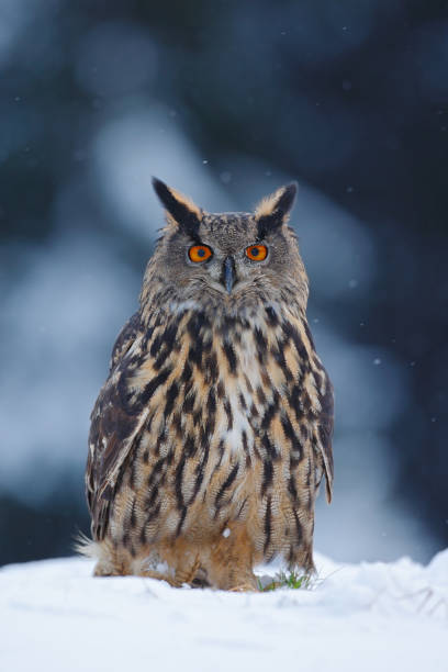 istock Big Eurasian Eagle Owl with snowy stump with snow flake during winter 1253657757
