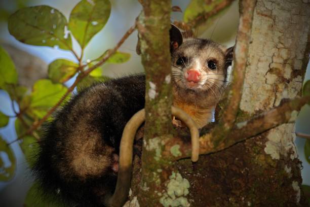 istock Common Opossum, Didelphis marsupialis, wild nature, Belize 1253657812