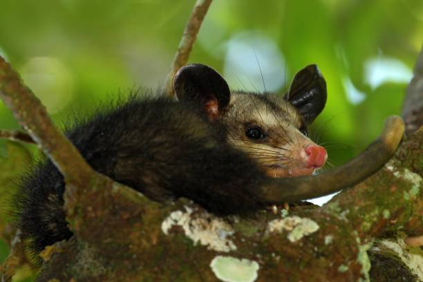 istock Common Opossum, Didelphis marsupialis, wild nature, Belize 1253657852