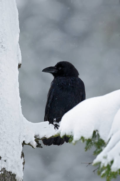 istock Black raven sitting on the snow tree during winter 1253657946