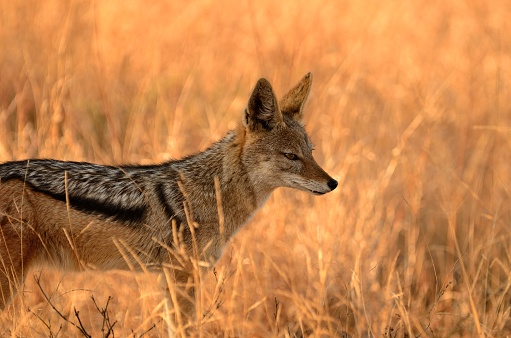 A fox-like canine native to eastern and southern Africa.