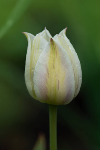istock Beautiful tulip Marjolettii 1253659107