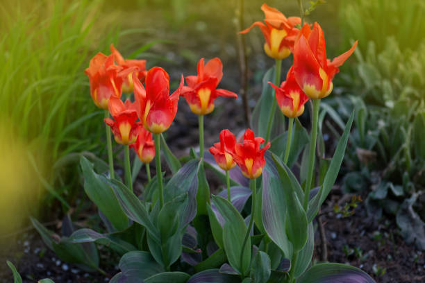 красивый тюльпан с полосой. цветочный тюльпан мирамаре - tulip blue close up cut flowers стоковые фото и изображения