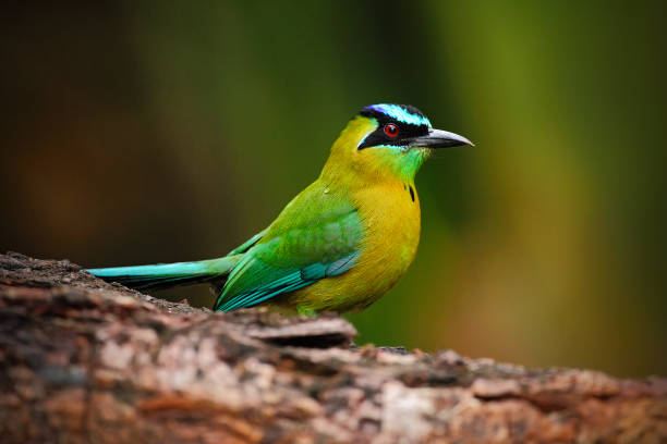 藍冠莫特,莫莫圖斯莫莫塔,漂亮的綠色和黃色鳥類的肖像,野生自然,動物在自然森林棲息地,尼加拉瓜 - 尼加拉瓜 個照片及圖片檔