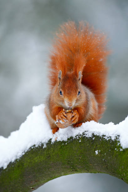 istock Cute red orange squirrel eats a nut in winter scene with snow 1253660235