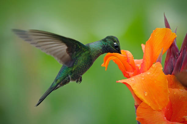 istock Nice hummingbird, Magnificent Hummingbird, Eugenes fulgens, flying next to beautiful orange flower with ping flowers in the background, animal in the nature habitat, Savegre, Costa Rica 1253660244