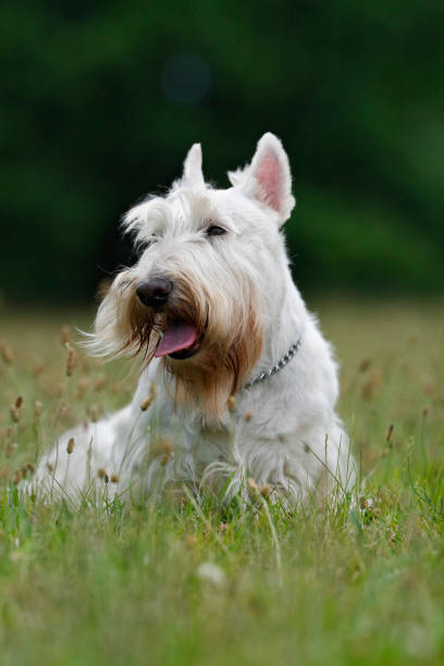 istock White (wheaten) scottish terrier, sitting on green grass lawn 1253660250