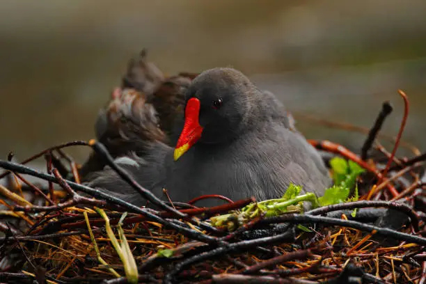 Dark grey bird with yellow red bill Common Moorhen, Gallinula chloropus, sitting on the nest with eggs