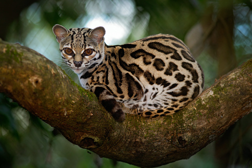 Margay, Leopardis wiedii, beautiful cat sitiing on the branch in the costarican tropical forest