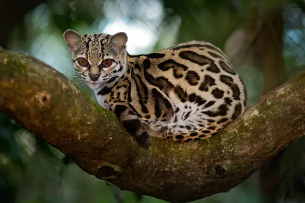 Photo of Margay, Leopardis wiedii, beautiful cat sitiing on the branch in the costarican tropical forest
