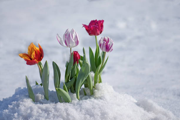istock Flowering tulips under the snow 1253661640