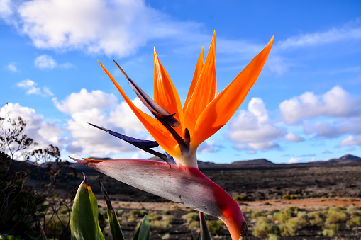 Spanish Bird of Paradise Plant in Full Seasonal Bloom Lanzarote Canary Islands Spain