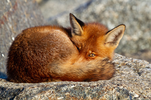 A fox on a rock sleeping with one eye open
