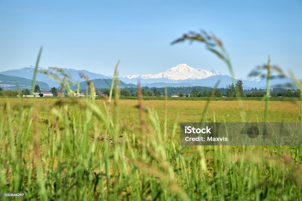Fraser Valley Mt Baker View. Mt. Baker rising in the background of a field in the Fraser Valley. Washington State Stock Photo