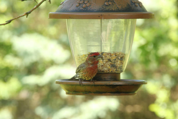 istock House Finch with a Seed 1253666680