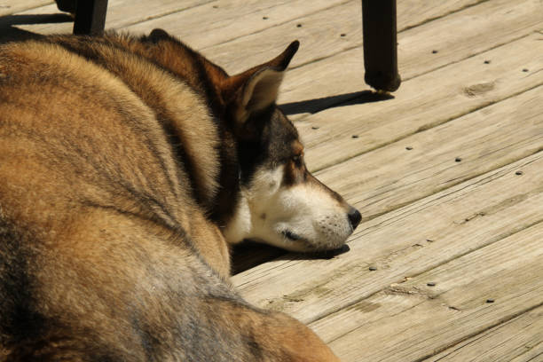 Husky relaxing on the porch in the sun