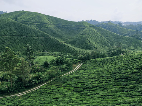 Tea plantation in mountain with a footpath