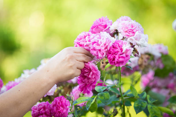istock Collecting roses for rose petal jam 1253668262