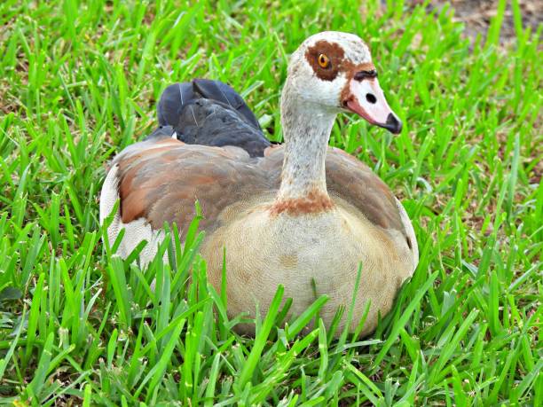 istock Egyptian Goose (Alopochen aegyptiaca) lying down in the grass 1253670577