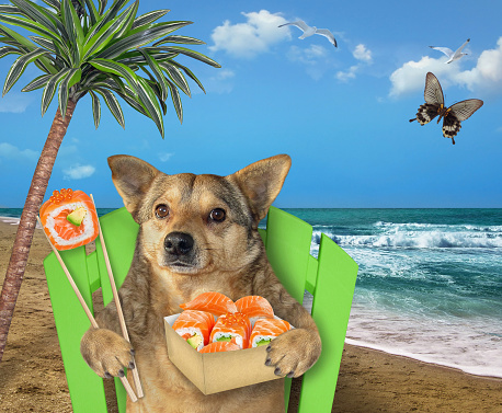 The beige dog with a paper box of sushi is resting on a beach chair under a palm tree on the tropical beach of the sea. A butterfly is flying next to him.