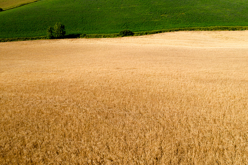Drone aerial view of wheat field in Chianti region, Tuscany, Italy