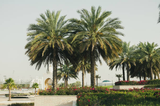 istock fresh palm dates fruits and trees in emirates 1253670896