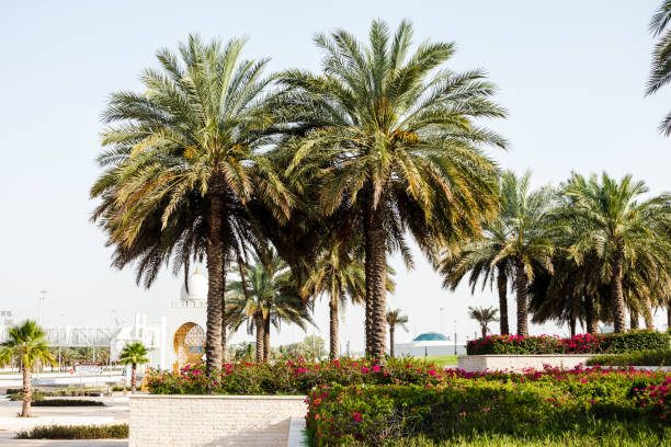 istock fresh palm dates fruits and trees in emirates 1253671491