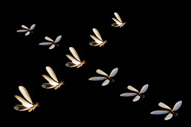 istock Abstract blurred of mayfly Flying ​playing light​ 1253671531