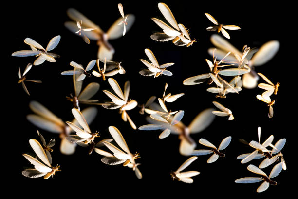 flou abstrait de la lumière de jeu de vol de mouche de mai - ephemera photos et images de collection