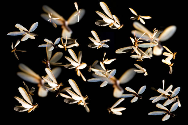 abstrakcyjne rozmyte mayfly flying gra światło - jętka zdjęcia i obrazy z banku zdjęć