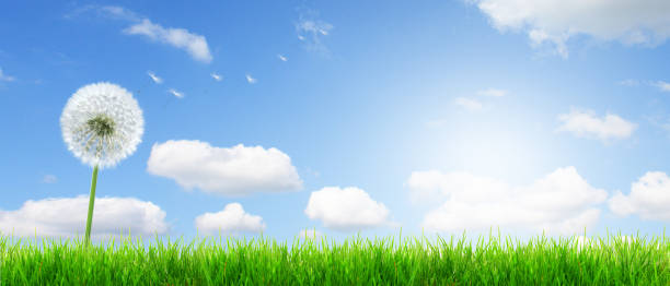 istock Dandelion flower with flying feathers on blue sky. 1253671814