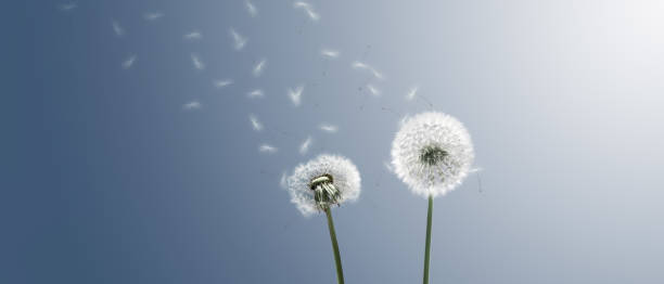 istock Dandelion flower with flying feathers on blue sky. 1253671829