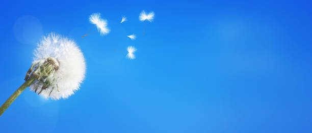 istock Dandelion flower with flying feathers on blue sky. 1253672151