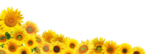 istock Flower of sunflower isolated on white background. 1253673967
