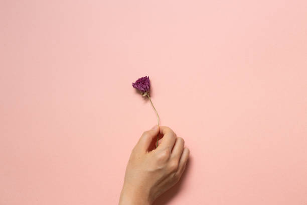 istock Hand holding dry pink ranunculus flower on pink background. flat lay, top view, copy space 1253674050