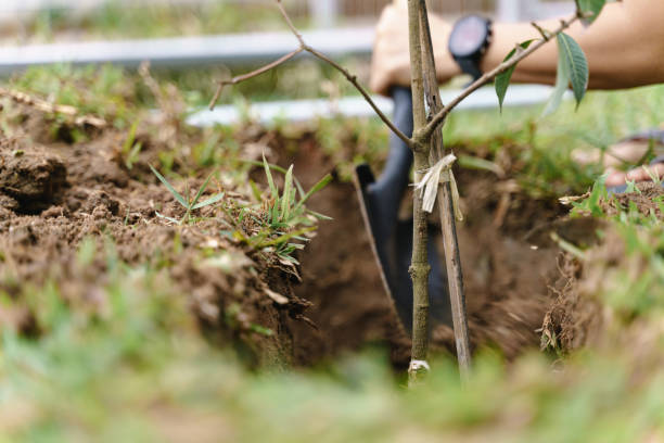 istock Planting a small plant into the lawn 1253675241