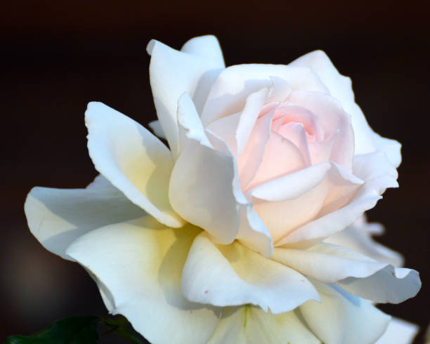 einzelne fragile rose aus nächster nähe - single flower close up flower head rose stock-fotos und bilder