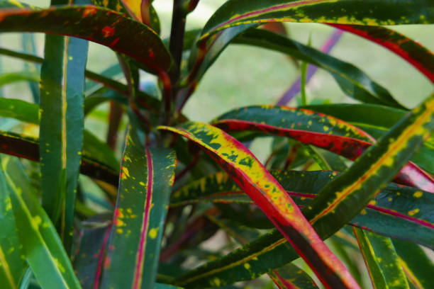 istock Colorful croton leaves closeup 1253676354