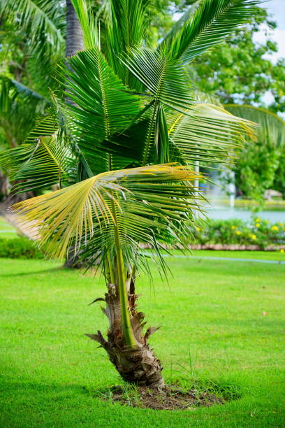 istock Young Coconut Palm in garden 1253676363