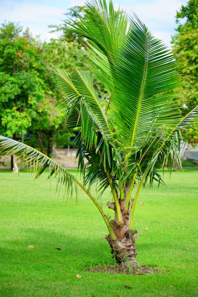istock Young Coconut Palm in garden 1253676370