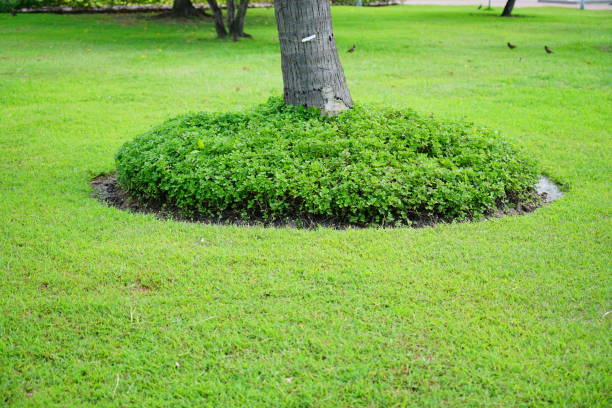 A perfectly manicured lawn with circle grass on lawn with green grass