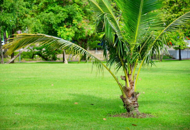 istock Young Coconut Palm in garden 1253676399