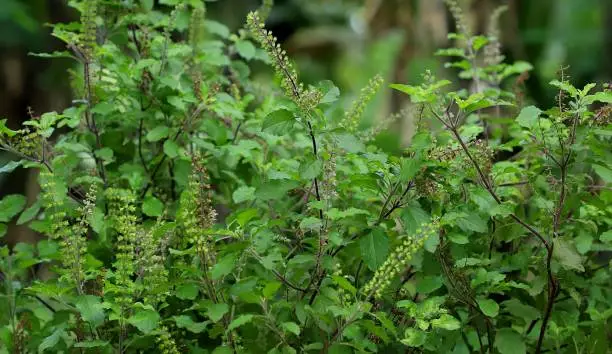 Ocimum tenuiflorum (synonym Ocimum sanctum), commonly known as holy basil or Tulsi, is an aromatic perennial plant in the family Lamiaceae. It is native to the Indian subcontinent and widespread as a cultivated plant throughout the Southeast Asian tropics