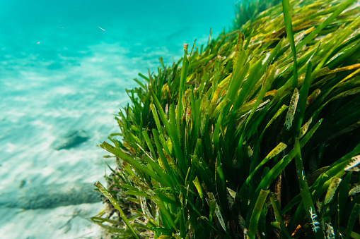 Underwater Seaweed close up.