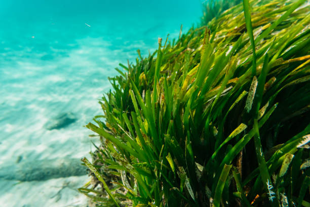 морская водоросль - sea grass стоковые фото и изображения